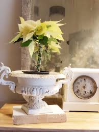 White poinsettia planted in a white vintage urn