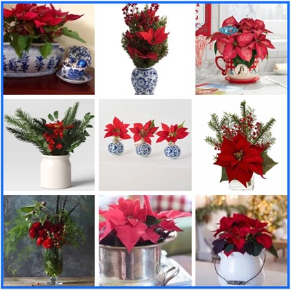 Collage of poinsettia in various vases